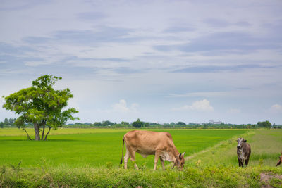 Horses in a field