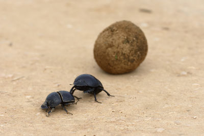 Close-up of beetles