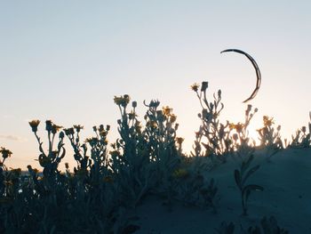 Plants against clear sky