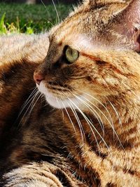 Close-up of a cat