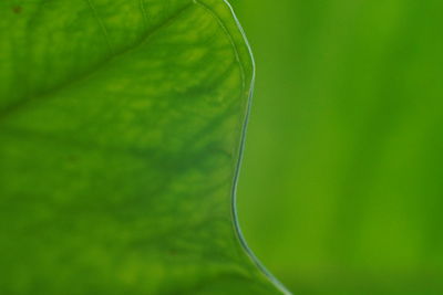 Close-up of fresh green leaf