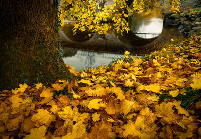 Yellow flowering plants by lake during autumn