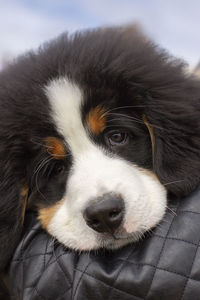 Close-up portrait of dog