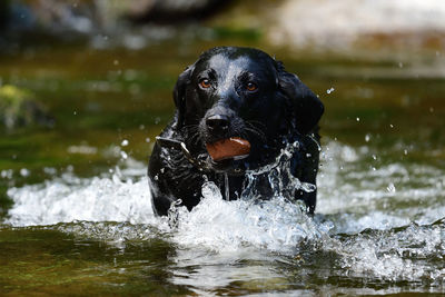 Portrait of a black labrador retriever playing in the water 