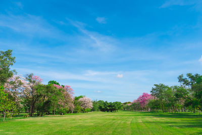 Trees on field against sky