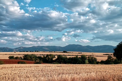 Scenic view of field against sky