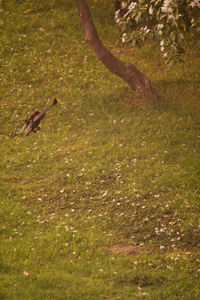 Bird flying over a field