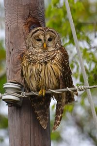 Close-up of owl perching on tree trunk