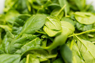 Close-up of green leaves