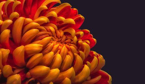 Close-up of orange flower against black background