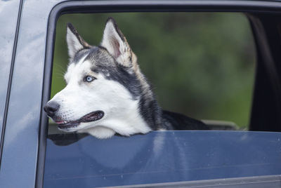 Close-up of dog looking away