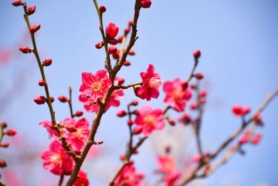 Low angle view of plum blossom