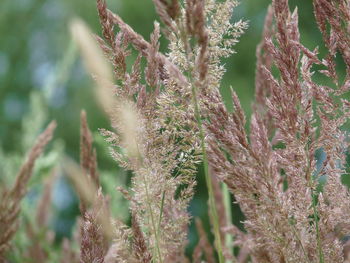 Close-up of fresh plants in forest