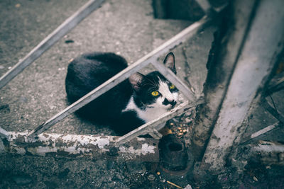 Portrait of cat sitting by metal fence