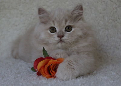 Close-up of cat with flower