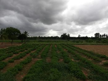 Scenic view of agricultural field against sky