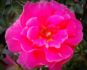 Macro shot of pink rose