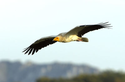 Low angle view of eagle flying in sky