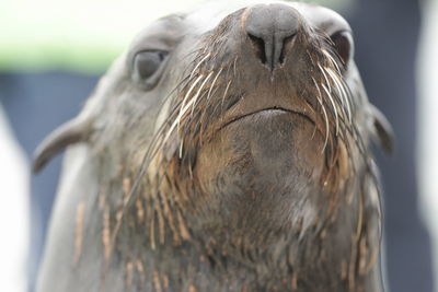 Close-up of a bird