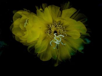 Close-up of yellow flower blooming against black background