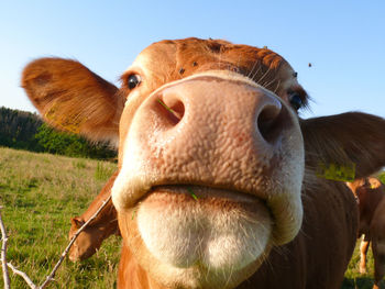 Close-up of cow on field