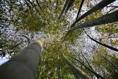 Low angle view of tree against sky