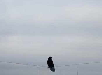 Low angle view of bird perching against sky