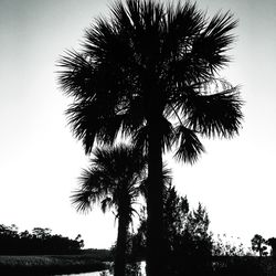 Low angle view of palm trees against sky