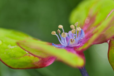 Close-up of purple and green flowering plant