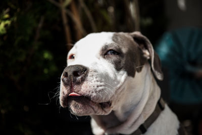 Close-up of dog looking away