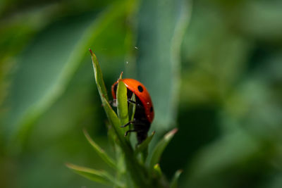 Close-up of ladybug on leaf