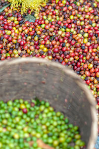 High angle view of coffee crops