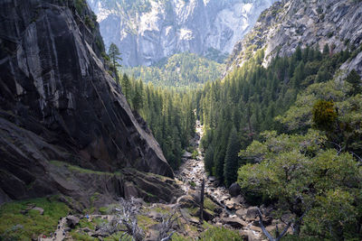 Scenic view of forest