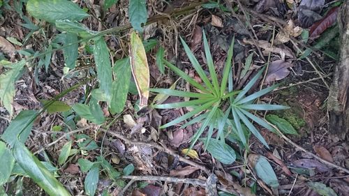 Close-up of plants