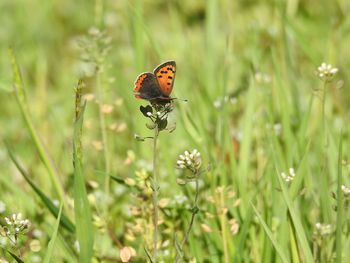 Close-up of butterfly pollinating on flower