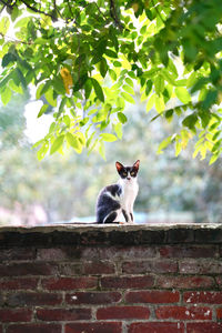 Cat sitting on tree