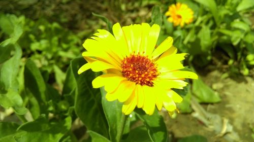 Close-up of yellow flower blooming outdoors