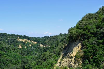 Scenic view of forest against sky