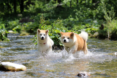 Portrait of dogs running in water