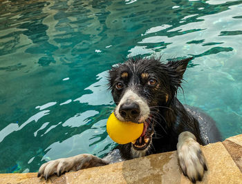 High angle view of dog swimming in pool