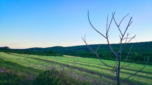 Scenic view of field against clear blue sky