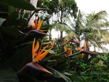 Close-up of orange flowering plant