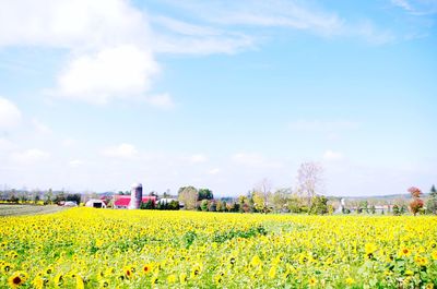 Scenic view of oilseed rape field against sky