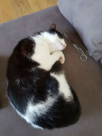 High angle view of cat sleeping at home