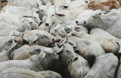 Flock of sheep in a farm