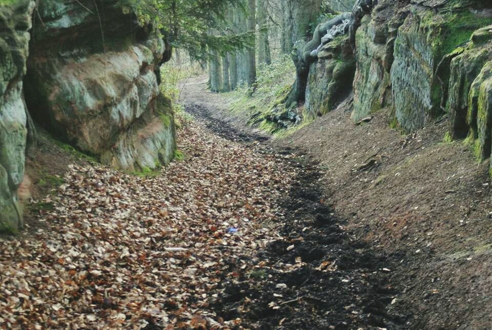 VIEW OF FOREST