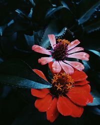 Close-up of flower blooming outdoors