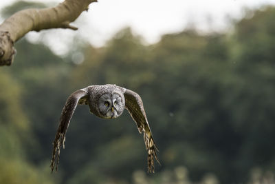 Close-up of owl flying