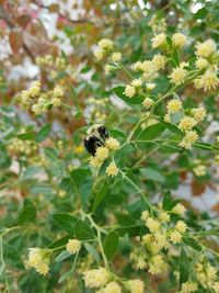 Close-up of bee pollinating flower