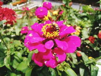 Close-up of pink flowering plant in park